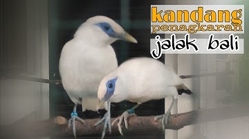 Kandang aviary. || Mini Aviary. || Ternak jalak bali || Jalak bali.