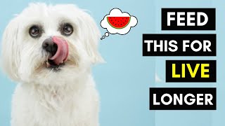 10 Human Foods That Are Actually Best For Your Maltese Dog