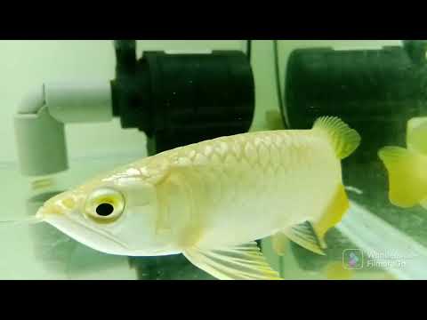 Cacing  Sutra  Rahasia  Makanan   ikan Hiyas