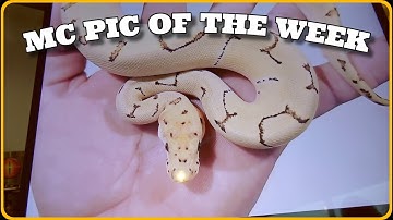 MC PIc Of The Week! So Many Great Ball Pythons