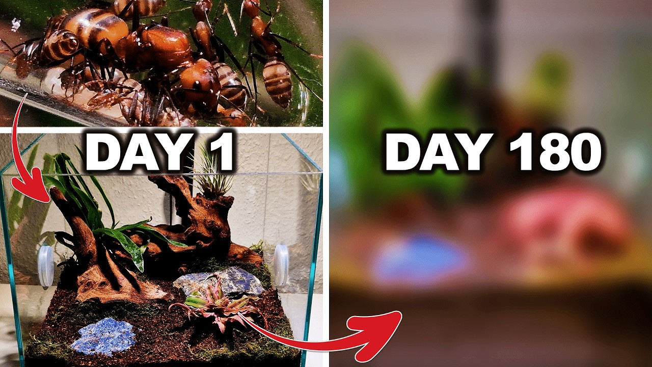 Я построил рай для муравьёв... и он превратился в кошмар! (неожиданные злоумышленники)