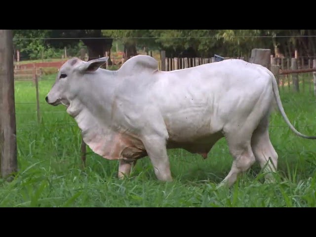 Lote 30 - Touros BMT