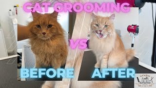 Professional cat grooming presented on Siberian cat by Dream & Diamond Cats 1,073 views 1 year ago 3 minutes, 26 seconds