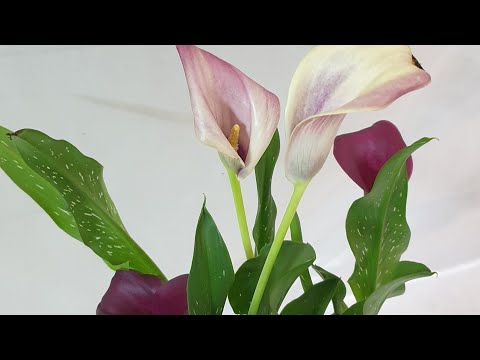فيديو: كيف تقسم لمبات زنبق كالا؟