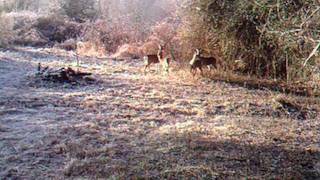 Spooked Deer 012711 1 of 2