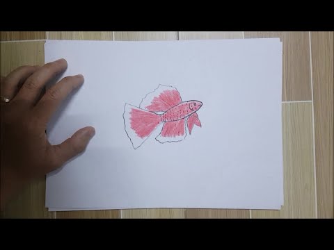 Vẽ hình #60: Vẽ và tô màu Con cá lia thia | Drawing and colouring A betta fish