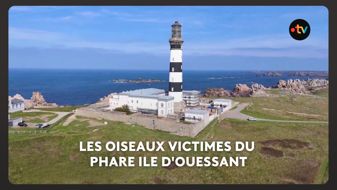 Tourisme ornithologique à Ouessant : la schizophrénie des ornitho au phare de Créac'h