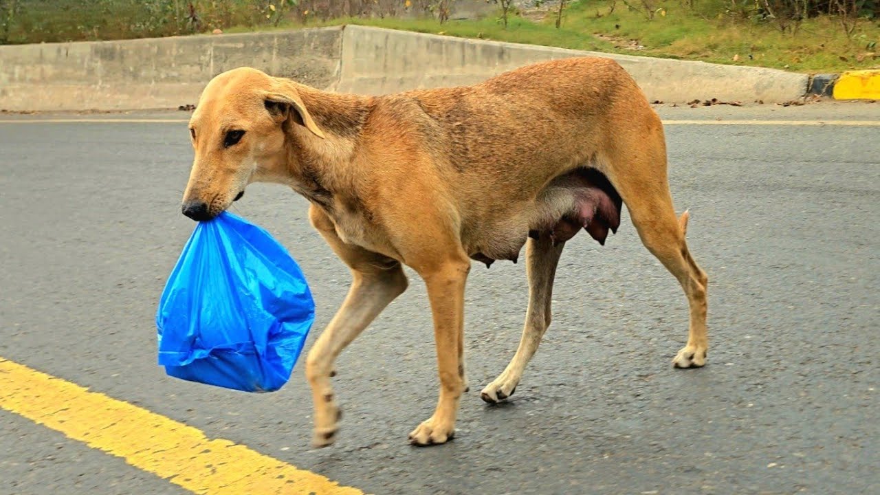 The Dog Carried A Bag Daily... No One Expected What Was Inside 💔