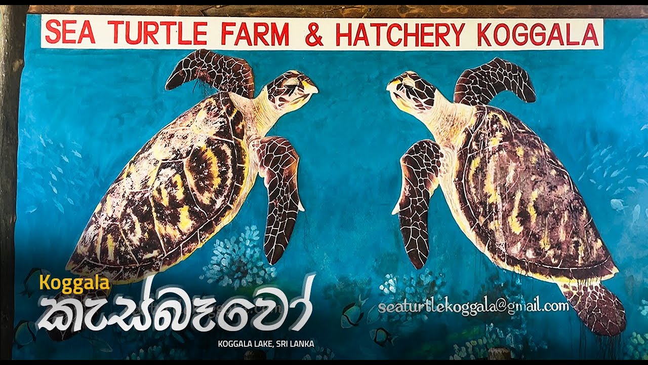 Untold Story of Koggala's Turtle Sanctuary 🐢 කොග්ගල කැස්බෑ සංරක්ෂණ මධ් ...