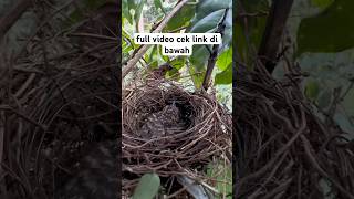 gagal panen anak burung cendet di buang sama anak kedasih #tayobolang