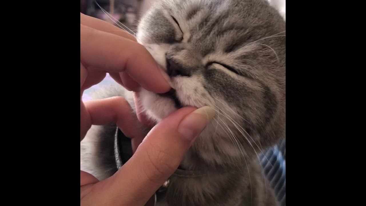 Cat licking my fingers and my ear😋 YouTube