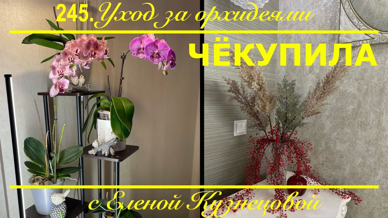 ЧЁКУПИЛА?! Цветущие домашние орхидеи - это уже красиво, но их можно еще и украшать