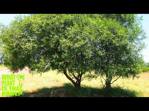 The WILLOW WATTLE is Very Adaptable, Drought Tolerant and Makes a Fantastic Screen.