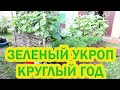 Как правильно заготовить УКРОП на зиму