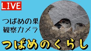 つばめのくらし　LIVE配信