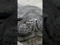 Discover the Elephant Seal’s Deep Dives
