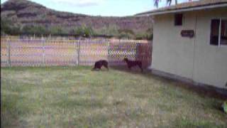 Tyson Steals the Bacon 07-201.AVI