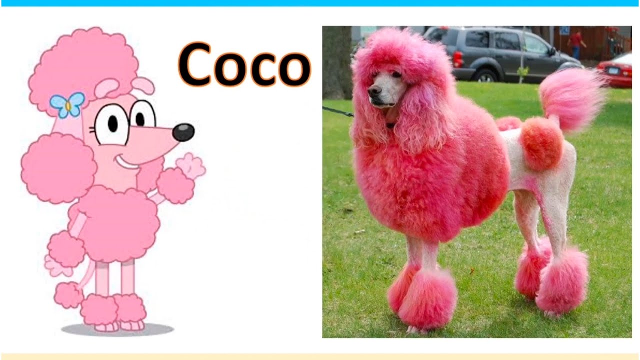 💋Bluey Characters In Real Life💋 YouTube