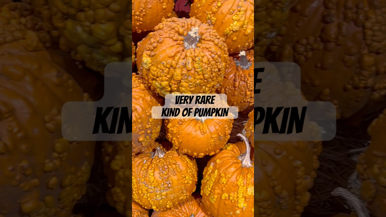 VERY RARE KIND OF PUMPKINS🎃 