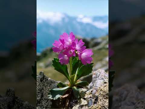 تصویری: اطلاعات پیچک الجزایری - نحوه مراقبت از پیچک الجزایری در باغ