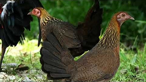 tiếng gà mái rừng 👍🔥👍🔥🥰 suab poj qaib cuab tus Lau zoo heev dib tuaj 100%