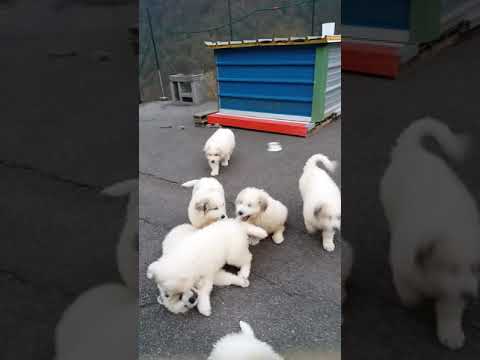 Chiots Montagne Des Pyrenées Du Haras De Chante Neige 2018