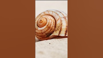 Why do you HEAR the OCEAN in a SHELL? #shorts
