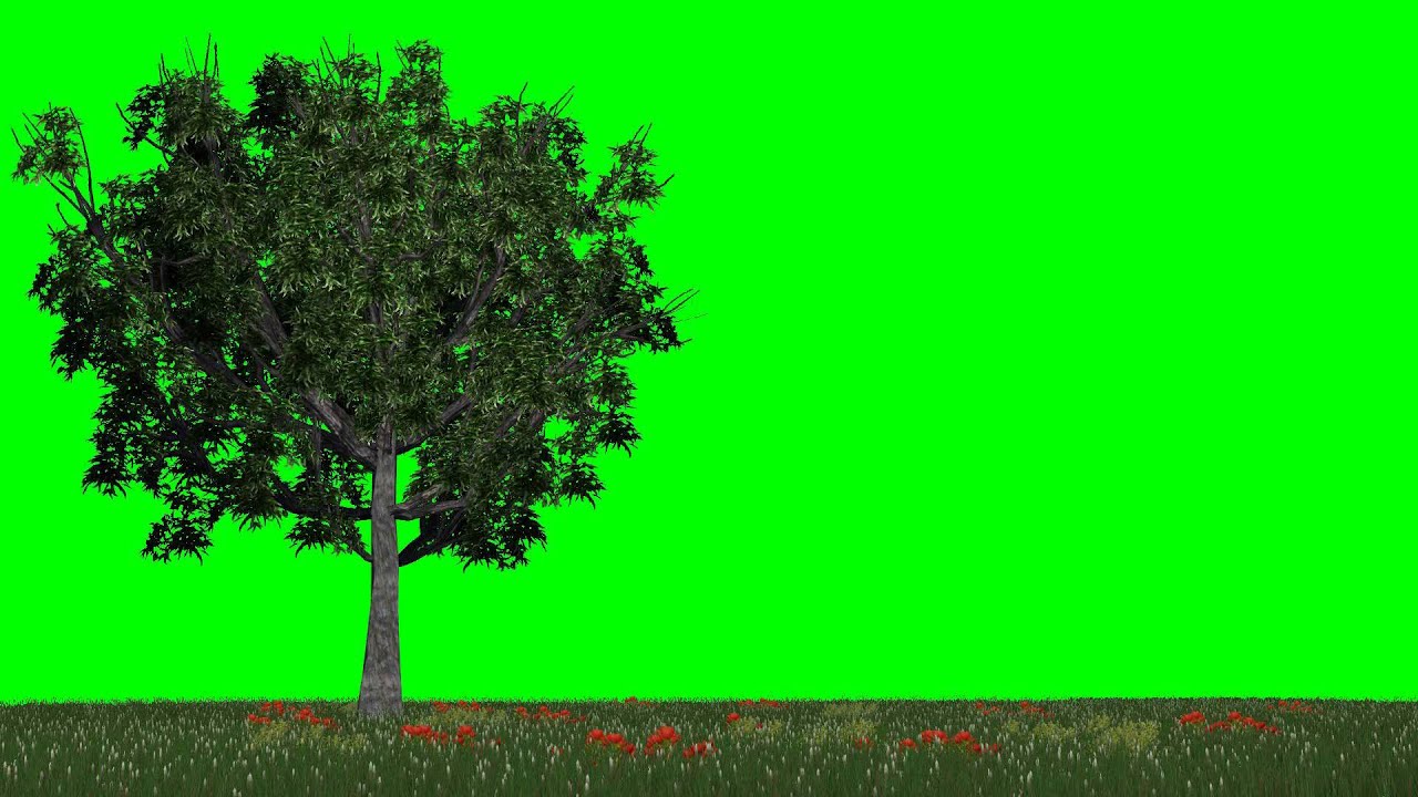 meadow with trees in the light wind free green screen YouTube