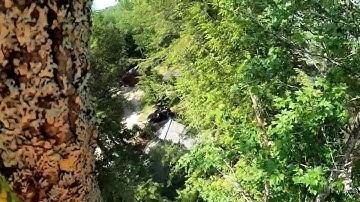 Rigging tall Ash tree