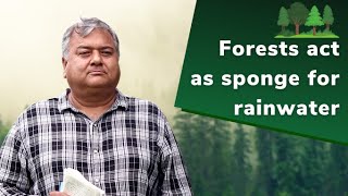 Forests are as a sponge for water