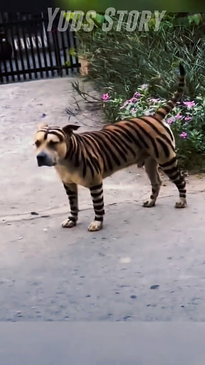 The Result of Crossbreeding Dogs and Tigers