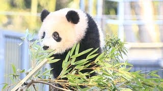 Star panda cub energizes sleep-deprived fans in Tokyo - YouTube