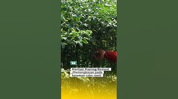 manfaat pruning pada tanaman cabe rawit #caberawit