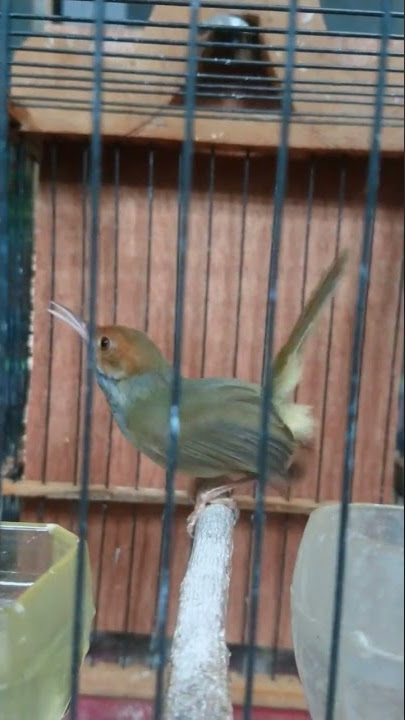 prenjak muda ngalun TOp untuk pancingan