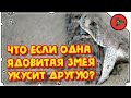 Что будет, если одна ядовитая змея укусит другую? \ Третье веко у каймана \ Крокодилы сгрызли лампу