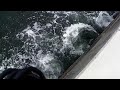 ヘチ釣りこんな海でカラス貝を落としてみたら・・・【チヌ釣り　黒鯛釣り　落とし込み釣り】