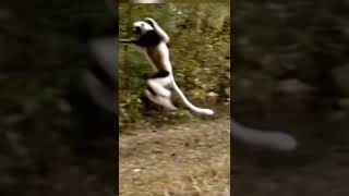 Zoboomafoo Ha Here Come A Boybiology biology education biology biology