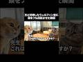 社不物語~停学編~ #猫ミーム #猫ミーム動画 #日常
