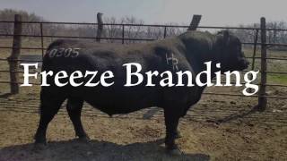Branding Basics: A Student's Guide to Branding Cattle