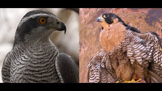 Falconry: Goshawk vs Peregrine falcon