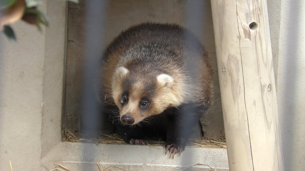 Japanese Badger Kyoto City Zoo Kyoto Japan January 26 19 Youtube
