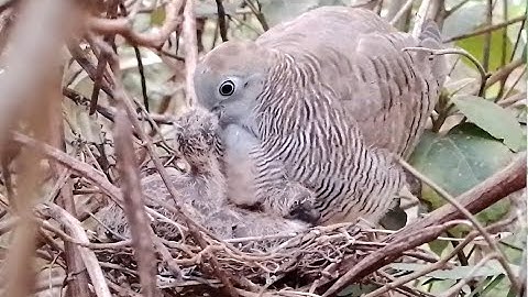 Zebra dove birds Feed the baby in the nest Ep1 [ Review Bird Nest ]