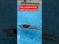 Underwater swimming | no breathing | #swimming #shorts #youtubeshorts #summer #fun #teaching #pool