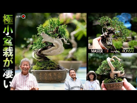 Amazing tiny bonsai! Kagomiya-san's Shelf Viewing ~June