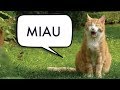 Video thumbnail of "Kielinuppu - Mitä kissa sanoo?"