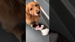 Dogs that know how to take care of a kitten | Funny Dogs And Cats of TikTok | #Shorts