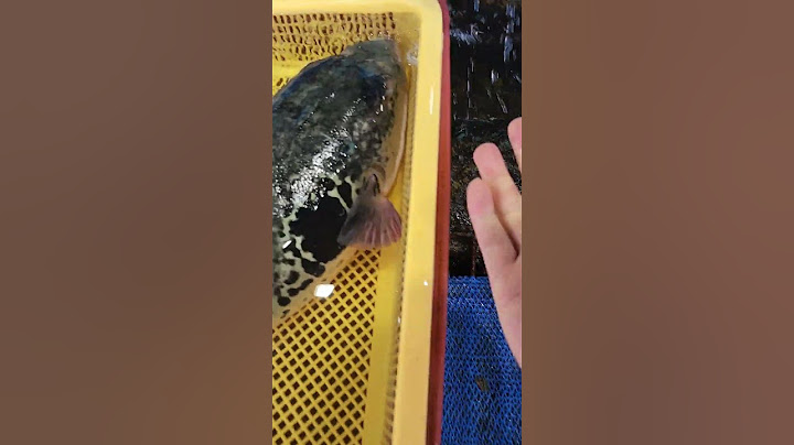 엄청나게 독성이 강한 복어 크기 ㄷㄷㄷ