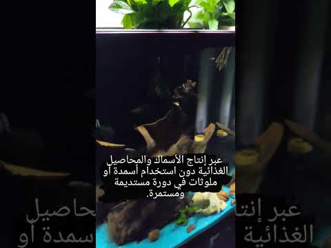 تجربتي مع زراعة النعناع في أحواض أسماك الزينة