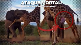 BRUTAL! Elefante ARRANCA Vísceras De Girafa Com Seus Dentes de Marfim! #animal