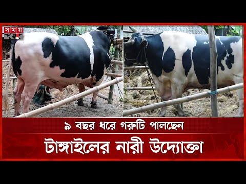 হাট মাতাবে ৫৪ মণের মানিক! | Biggest Cow | Cow Market | Tangail News | Somoy TV
